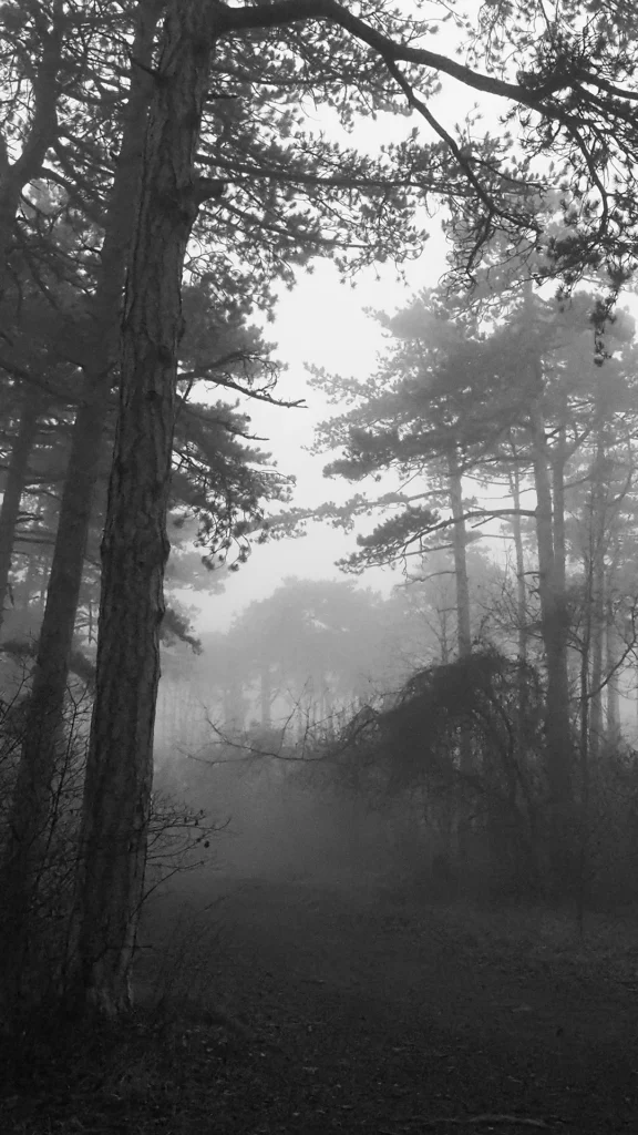 Wald im Nebel - Bild der Fotoserie Nebel